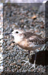 bird.jpg (80903 bytes)