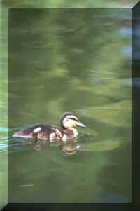 duckling.jpg (50921 bytes)