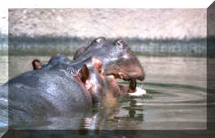 hippo.jpg (987872 bytes)
