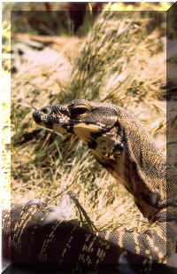 komodo.jpg (134967 bytes)