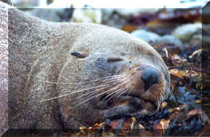seal.jpg (1166381 bytes)