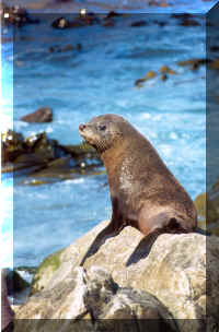 sealpup.jpg (96007 bytes)